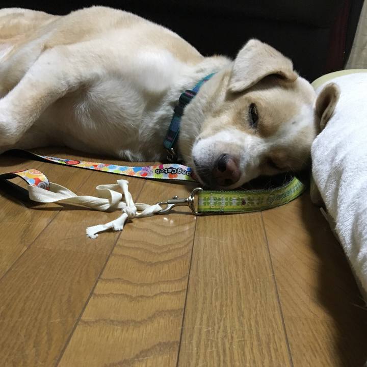 514208e1 cc78 42ec 8f7e 76e1cd2db94f 1536323784748