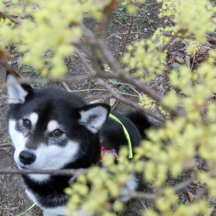 514412e9 2c8f 4e71 9721 17986351b809 1522621488396