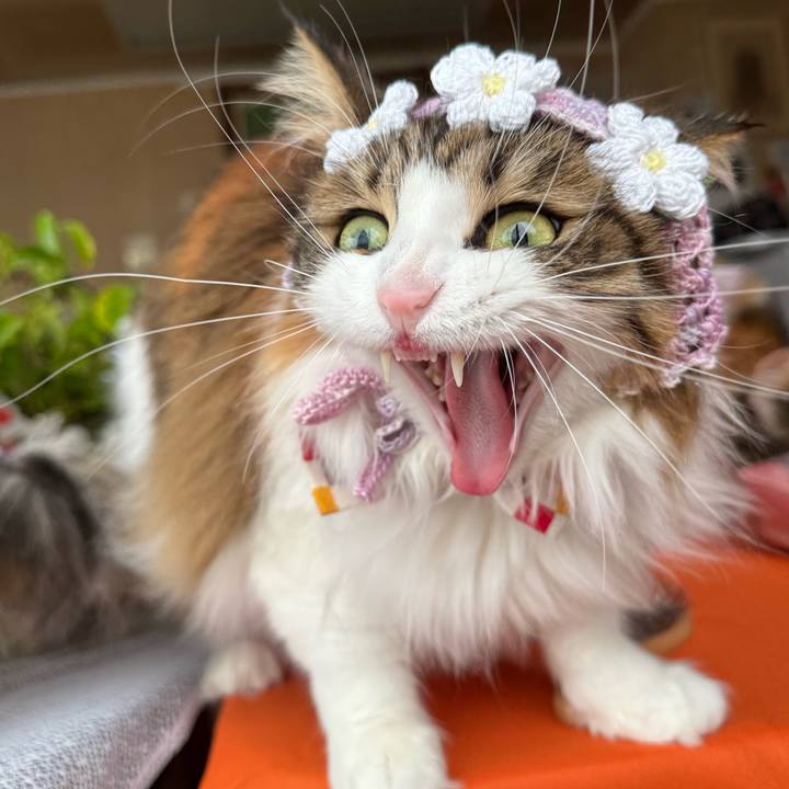 5145e3e6 4bf4 4fe5 b393 989366b11049 1773706134959