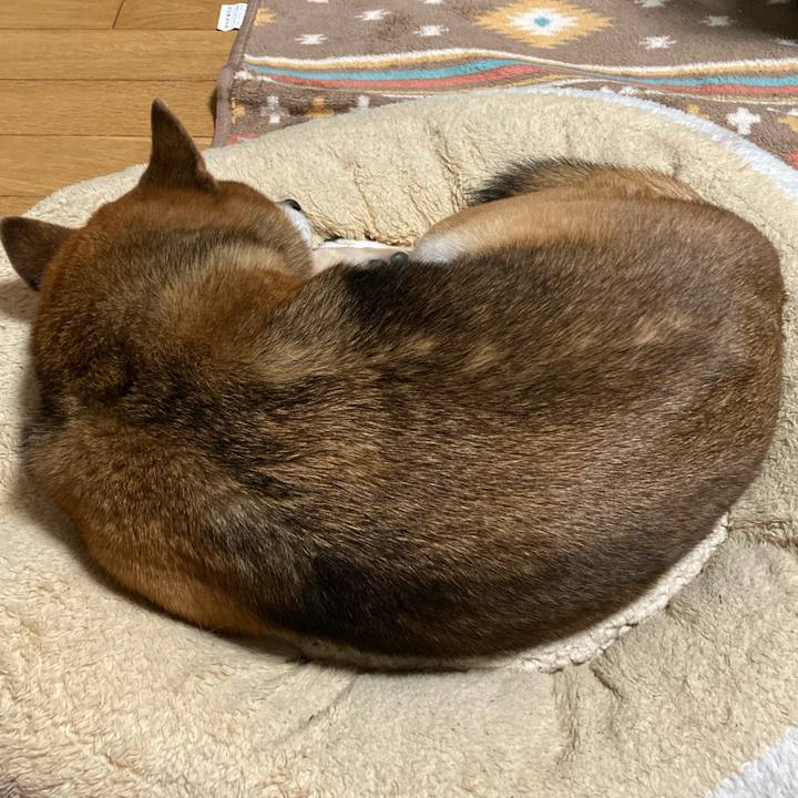 5147d5dc 2c09 4a66 b932 4ffb6e9fb2ea 1636533154761