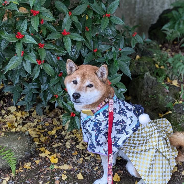 514c4e4e a760 480e ad46 4ee65652ba70 1732283765004