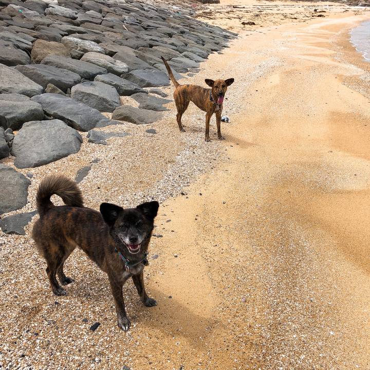 514e9969 d497 4630 b288 87c8cdee4752 1587012203770