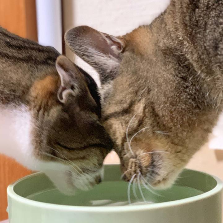 5152c758 eea1 4372 9703 1323cc0f5eb8 1561593469578