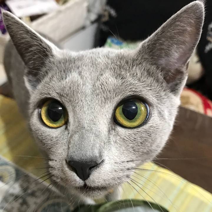 5154e13b 8f13 4db7 9c40 64a57fa04054 1517366903349