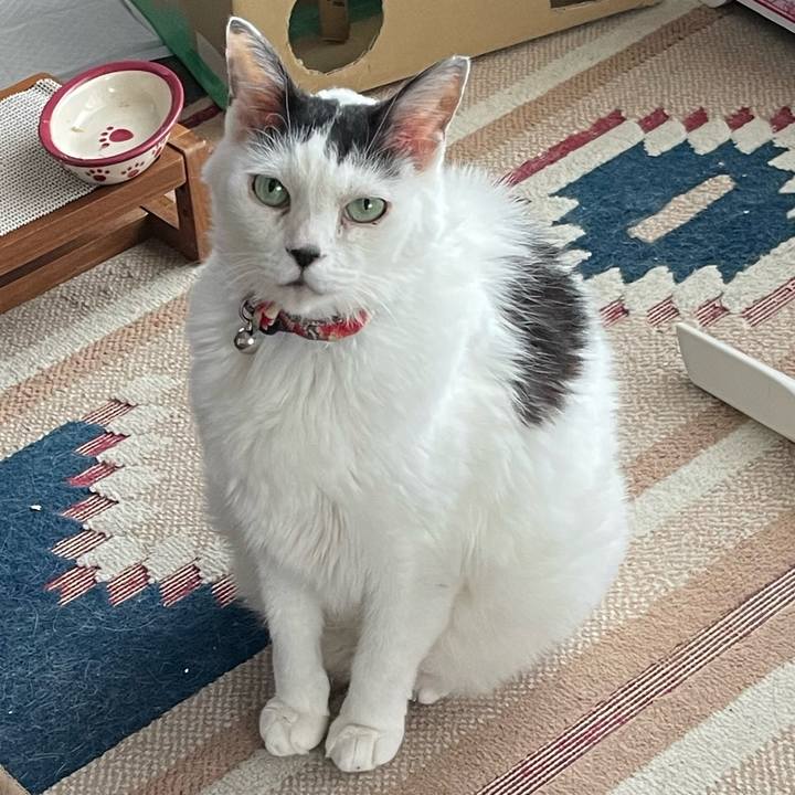 51552f81 2418 4193 88db a5af6870dd9b 1756942255253