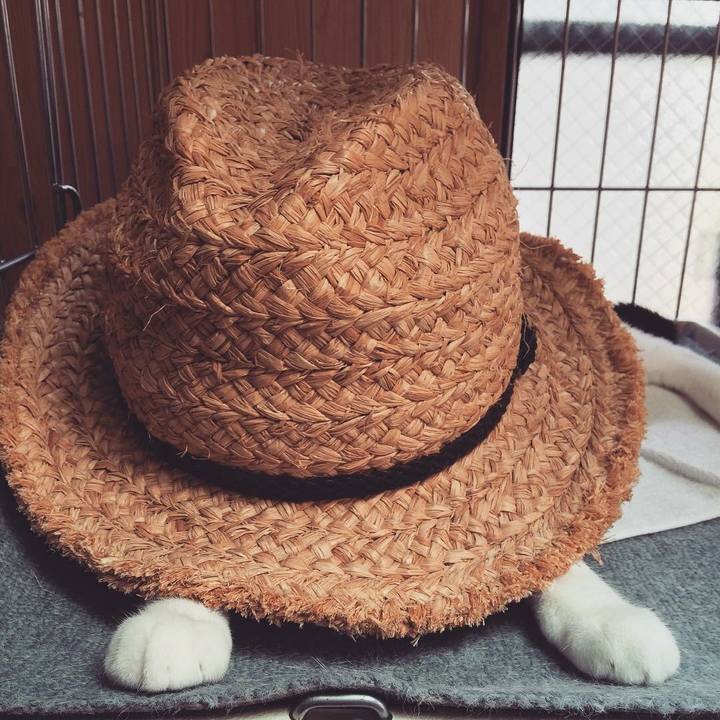 51583953 bcd6 4ad2 8605 2d688de6df9b 1533777608435