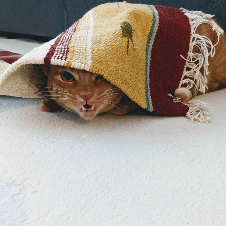 515a8139 0100 4e2e b8a2 c5a10c36172a 1647610085288