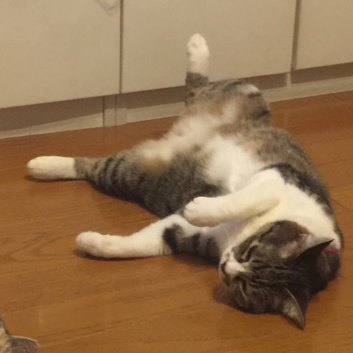 515b49cf 0a7a 4f7b 9594 9152a86be024 1559819164476