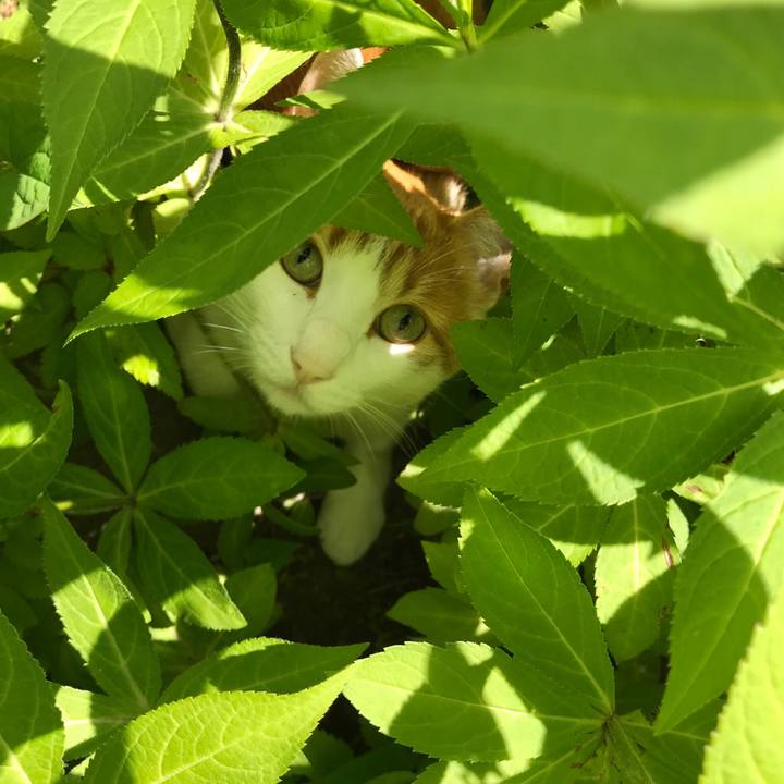 515bc1cf cac4 40fd 89e5 2e7f65e113b1 1527296255770