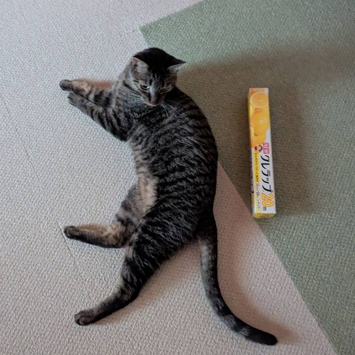 515e12fe 26cd 41bf 8653 5eb457d97c10 1745218917525