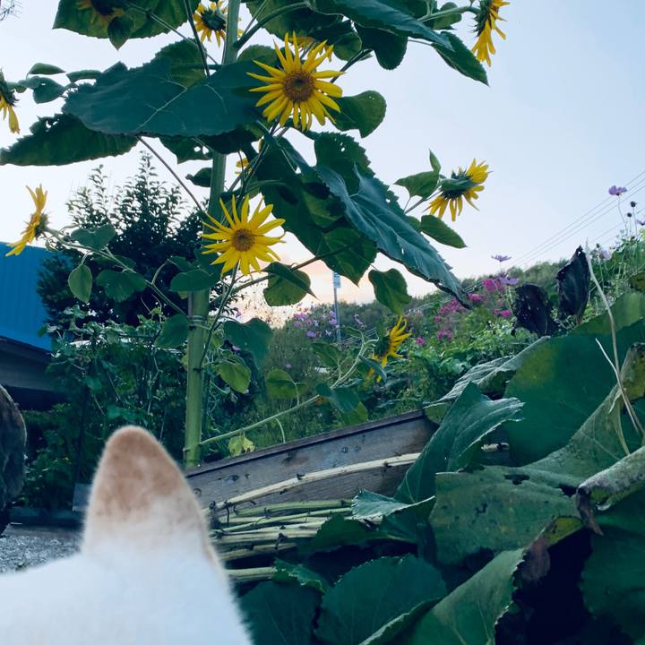 51639d86 841c 4954 8a13 2425d7bec4a8 1600207551551