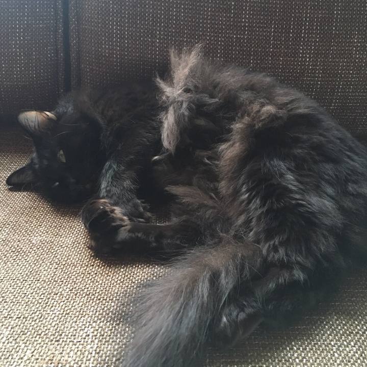 51676256 214e 4d3b 9eac f7a61df29e12 1508483539468