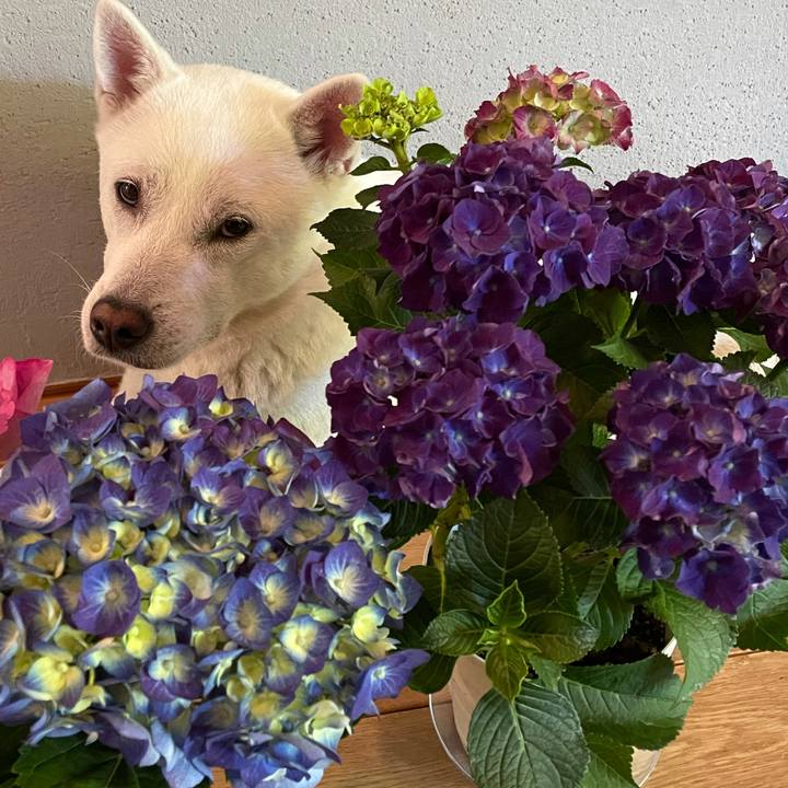 51689962 1972 44ac 86e6 55280c0bc4a4 1622260238798