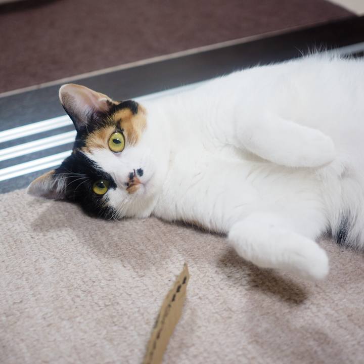 516c845d f875 4701 9ac4 926ea3d7c0fc 1514114402495