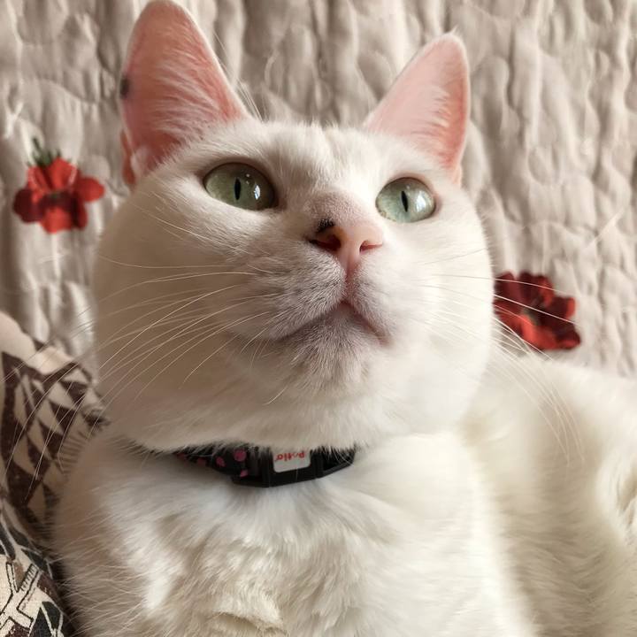 516cb062 a6c7 41ef 830f 0e4c6128b8d1 1585350930384