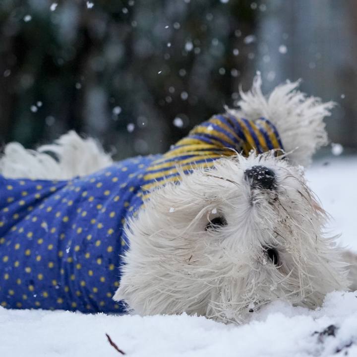 516d2c1a a32b 4b41 b239 72747cd85700 1517563761449