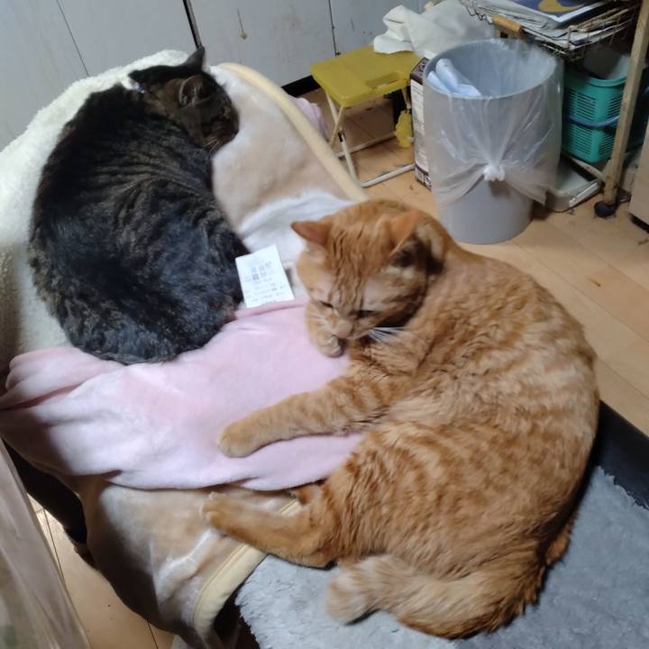 516e3b4b c0a0 4461 93f7 526e94b1f5e3 1677490910513