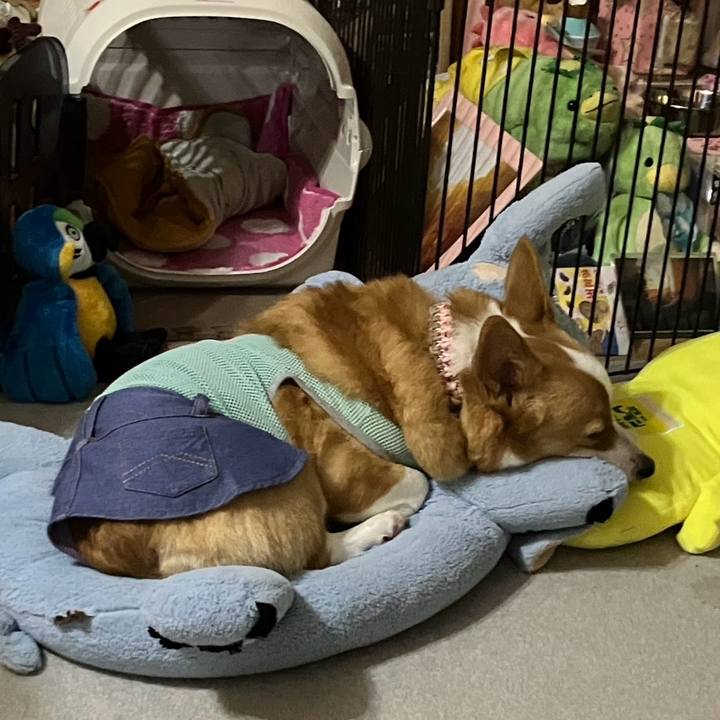 516ed288 4a53 4d50 9d1e cbab2ec068c6 1758749553896