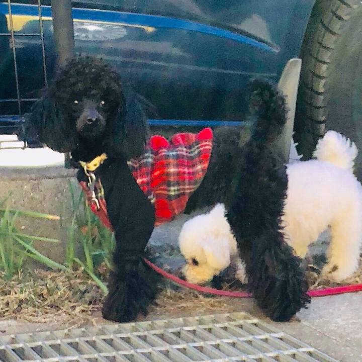 5171b2f9 67c3 4be3 ab0b 69ba1fb27b4c 1517808887679