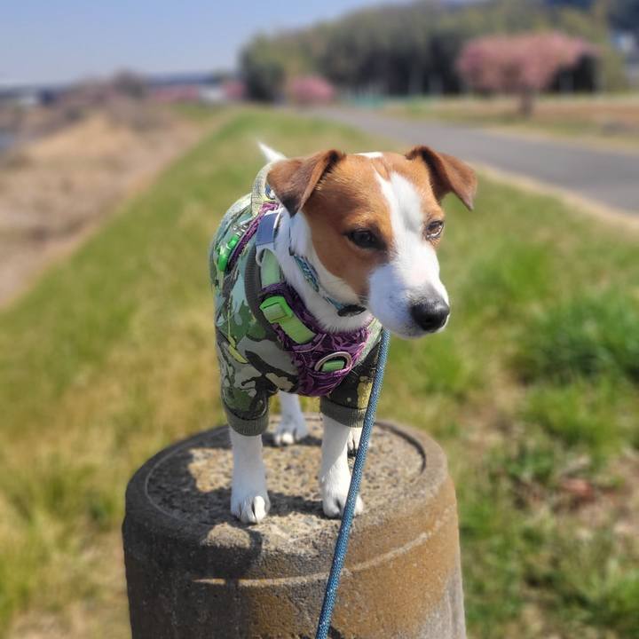 51727629 73ff 404b bc9b eed8b8d31530 1678266445523