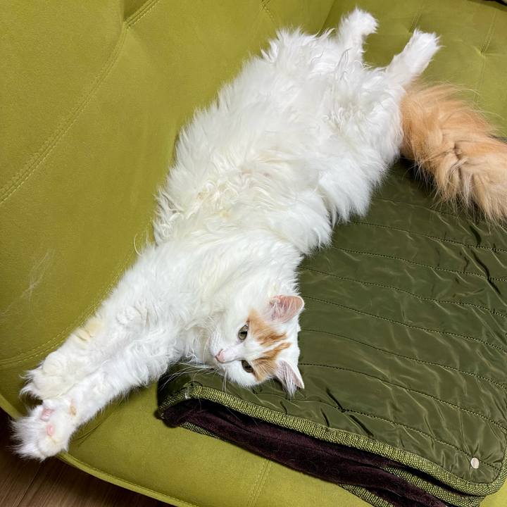 51770333 b4cb 4abd a57c c3503542d598 1761795439491