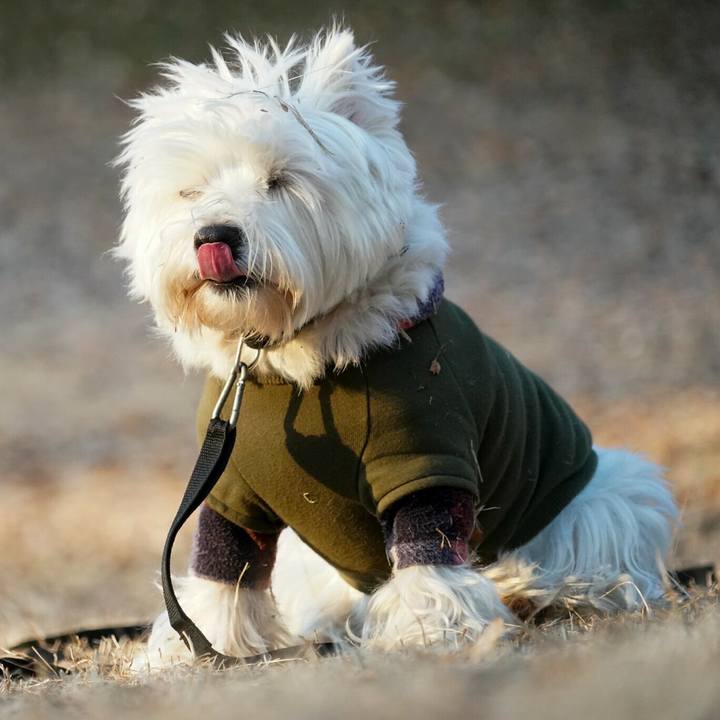 517b0da8 213c 425b a238 536be36578fc 1515658021678