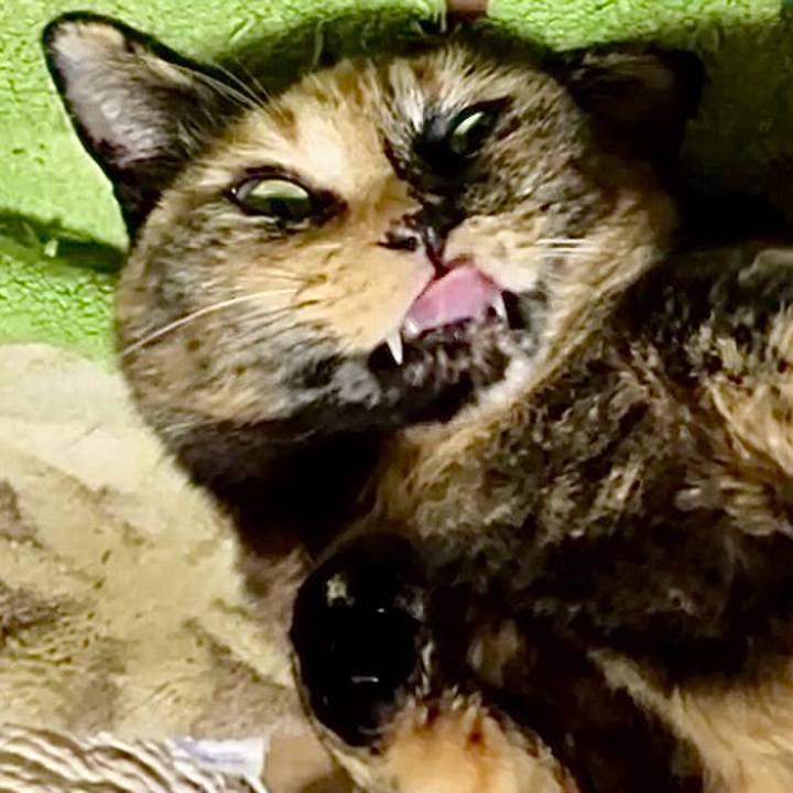 517b7cfe dfd5 4cc0 a8ed defdb36f9299 1742816886171