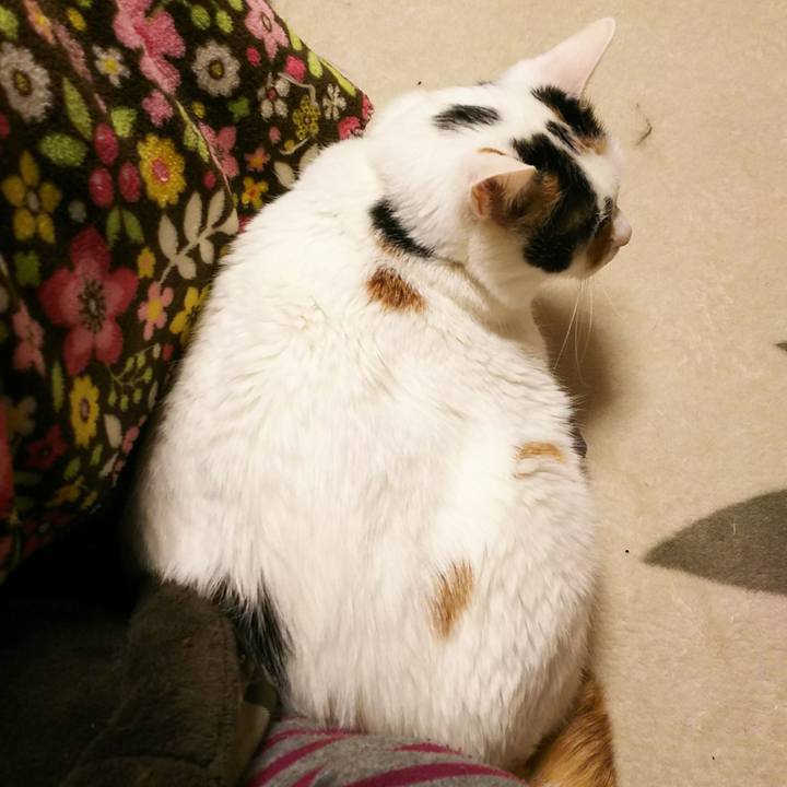 517ba61b 848b 49d7 977c b85b7632143e 1547889006428