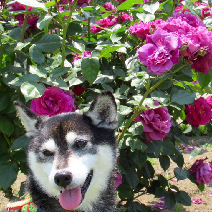 517ba7c6 49e9 4dde 838a 1985603688b2 1656743272811