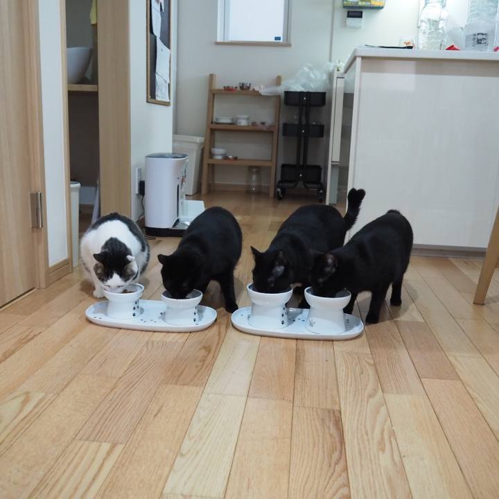 517d6ae7 2e99 4bbd ae7f 9717a7e77628 1557538034585