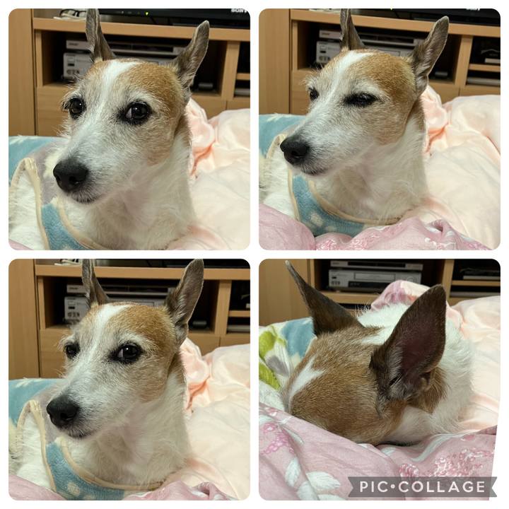 517e4577 1052 4c79 a32d e10798d82ee0 1703114780229