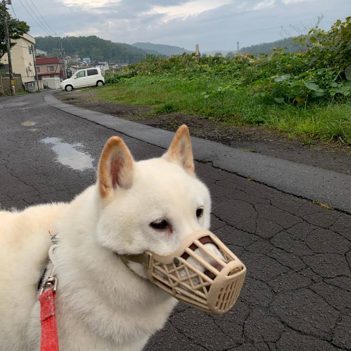 51801301 204b 4318 843b e6e99d26a35e 1599689589297