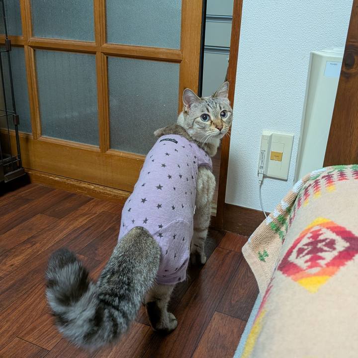 51821590 67c4 41a0 9399 a78f98246ef2 1749394316051