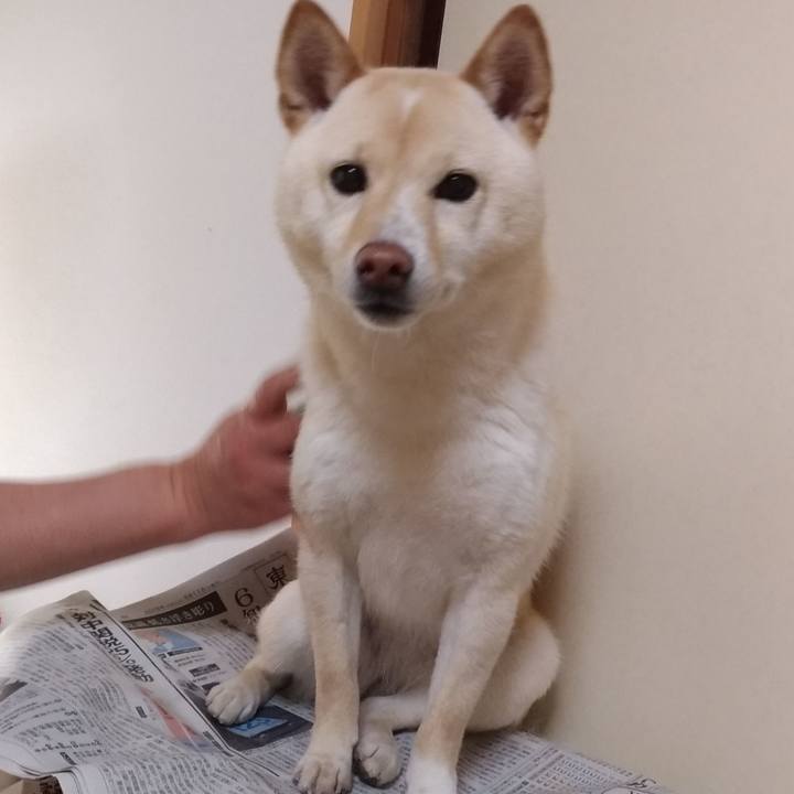 5182ca99 3d3a 44ac 94b2 847b33996ada 1557959596968