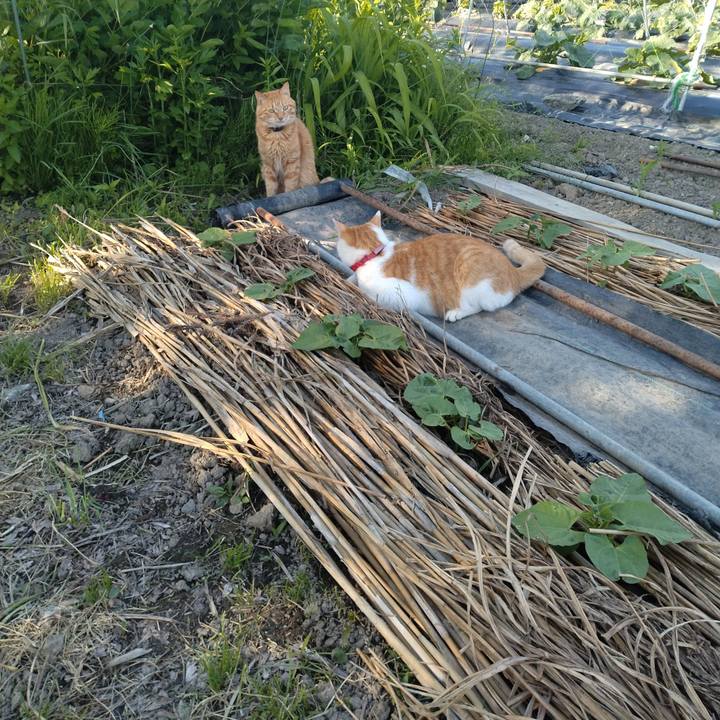 5183174b 0fd4 426d a879 1c759a42e39e 1749111530546