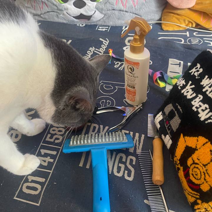 51862e51 78e0 490f 9aca bcd642ad4b2c 1751156378334