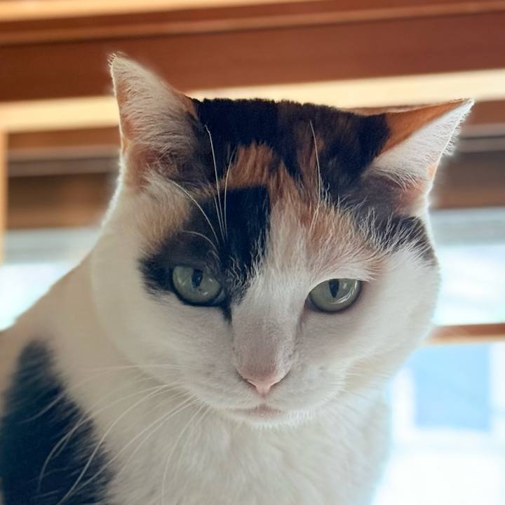 5187808a 76ed 4825 ae16 f633169e0a19 1743214520708