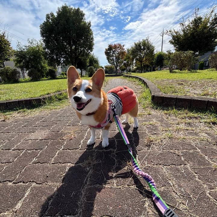 51899de3 63f9 45ee 9ef5 11aba3be150b 1761710571166