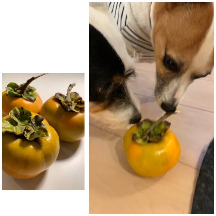 518bba48 bab5 4b2c 819e fe80334672e7 1602581992207