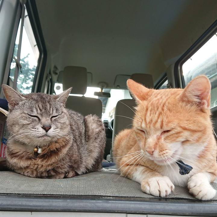 518c039c 8833 4281 9ba7 4131dc7df3cc 1563269034890