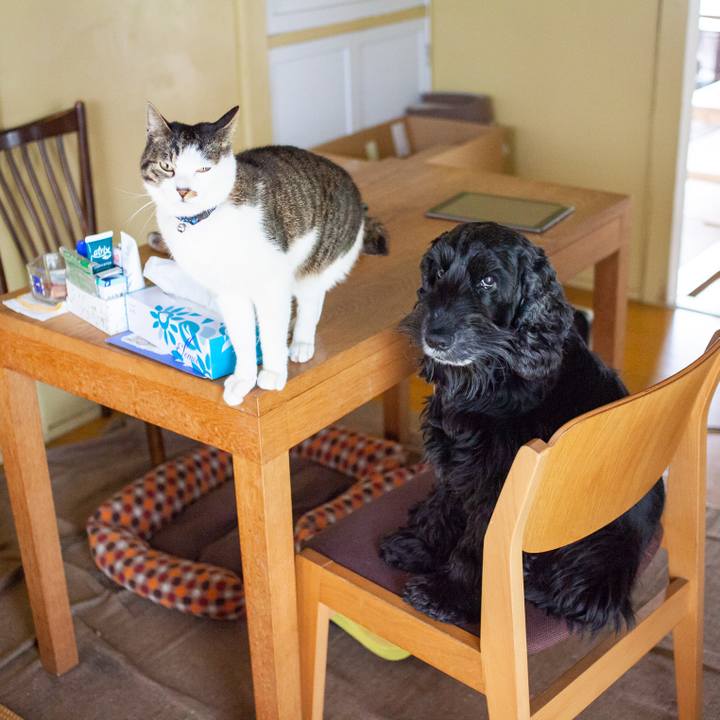 518c2d7d d329 401e a3b8 24e230f86e06 1551537588330