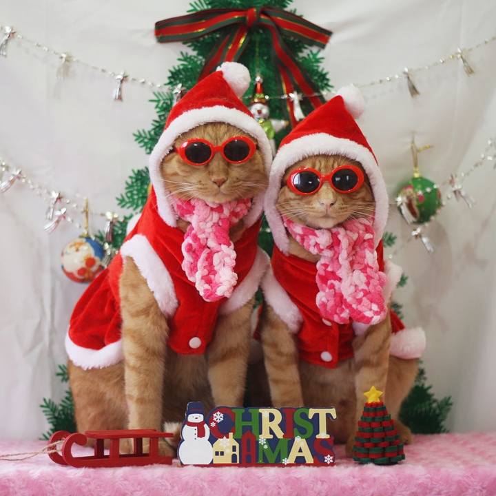 518f20ea e97c 41fb 9054 3189eadd34db 1703325619470