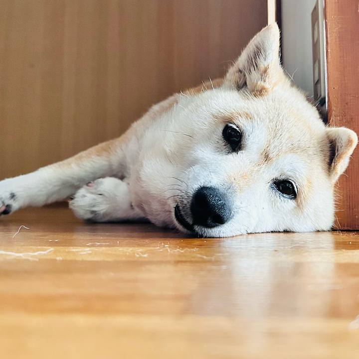 51909ccc 1a83 4738 aa16 e87db0ff6287 1749451477595