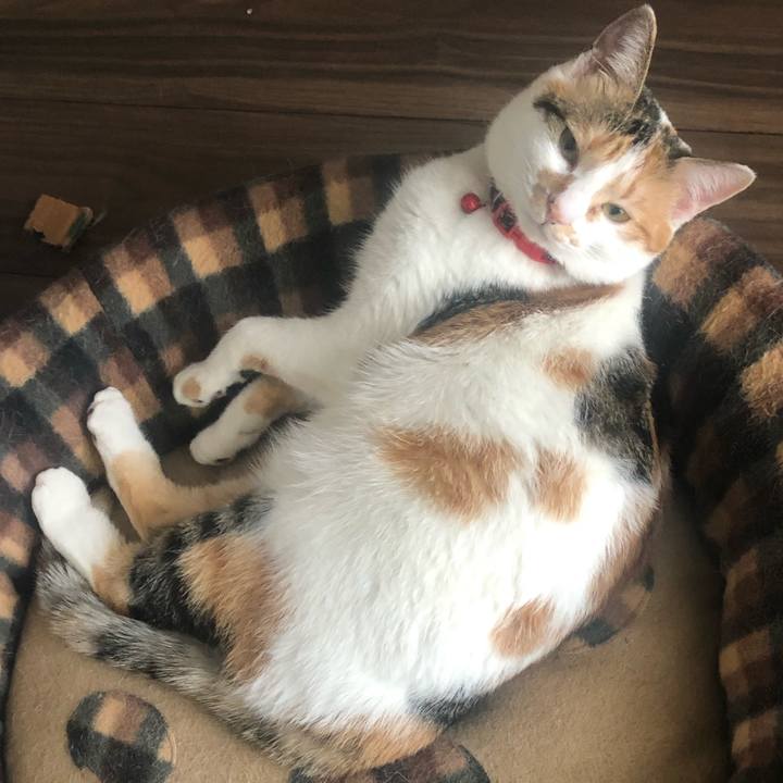 51950cfa c93f 445d a120 894def5dfd48 1582468128807