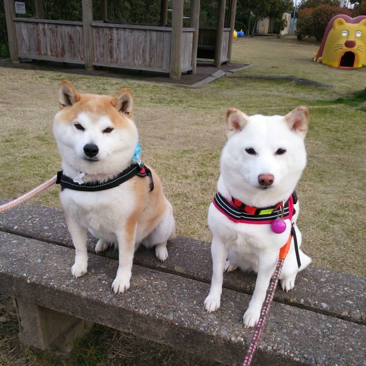 51952588 35f8 4e6e a925 57dd92a245cd 1554543473660