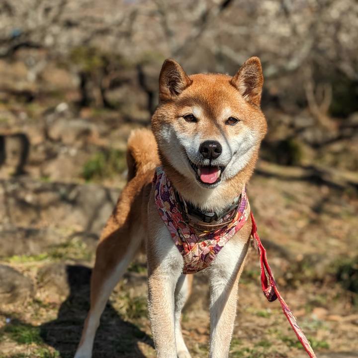 51971b1c e122 49b4 9c04 595d22b99271 1707838366596