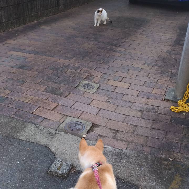 51986d0e 6022 43b0 b649 176b332cef18 1540708665257