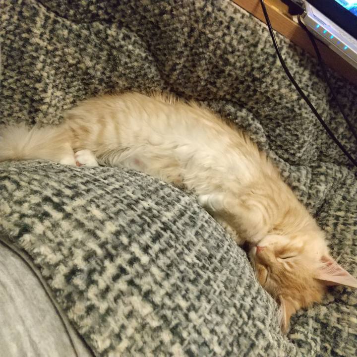 519911bb 52ad 434d 8da0 672771e15f6c 1609245990146