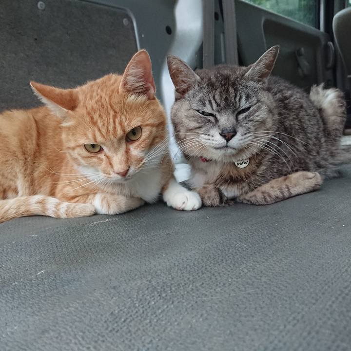 51999224 8518 4011 8e2d 5c993339c4ee 1595581586476