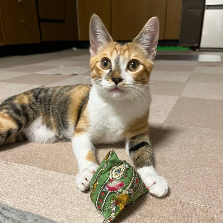 519c7d7b c077 4a0d 9e62 81beeb4d9dc4 1659136407710